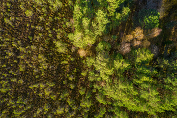 Directly above aerial drone full frame shot of green emerald pine forests and yellow foliage groves with beautiful texture of treetops. Beautiful fall season scenery. Mountains in autumn golden colors