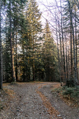 Obraz premium Autumn in Carpathians 