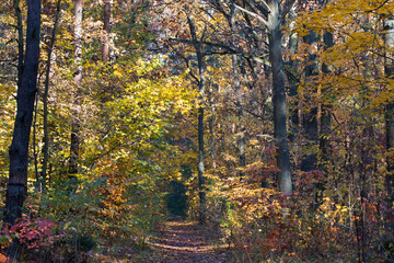 Obraz premium footpath in fall forest