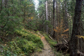 Autumn in Carpathians

