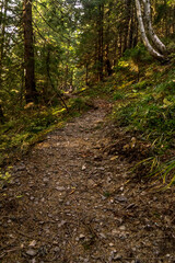Autumn in Carpathians
