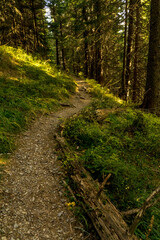 Autumn in Carpathians
