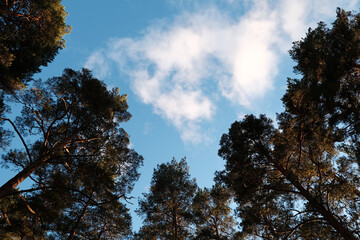 Obraz premium Tall pines, white clouds and blue sky, bottom view
