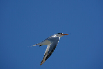 Obraz premium caspian tern in flight