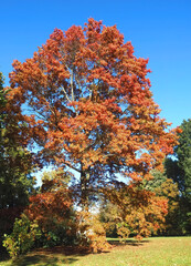 Fototapeta na wymiar Colors of autumn fall: Red scarlet oak tree Querus Coccinea