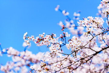 桜　サクラ　春　【 日本 の 春 の イメージ 】