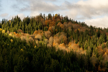 Autumn in Carpathians
