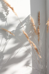 Dry flowers of pampas grass on a wall background indoors with sunbeams and abstract shadow....