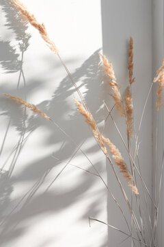 Fototapeta Dry flowers of pampas grass on a wall background indoors with sunbeams and abstract shadow. Minimalistic composition in boho style.