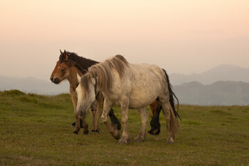 horses grazing in the mountains of the basque country in spain