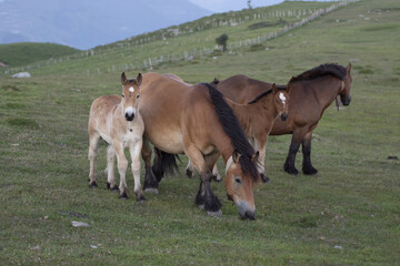 horses grazing in the mountains of the basque country in spain