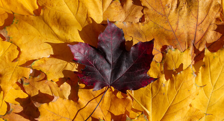 One bard maple leaf on a background of yellow leaves, top view. 