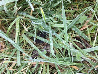 grünes Gras mit Tautropfen