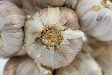 The bunch of fresh white garlic