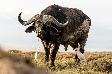 African cape buffalo standing in the field