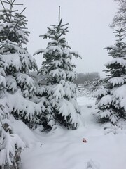 schneebedeckter Tannenbaum