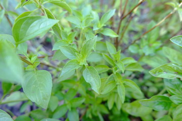Green lemon basil. Fresh sprigs and leaves of basil. Close-up of a useful edible garden plant.