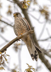 Falcon while hunting