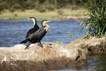 A close up of a Cormorant perched on a Rock