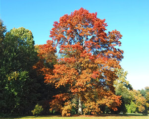 Colors of autumn fall: Red scarlet oak tree Querus Coccinea