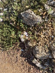 stone and moss