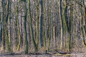 detail of forest in Vienna