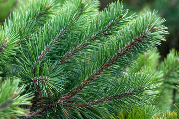 Fototapeta na wymiar Branches of a fir tree. Spruce branch, evergreen, coniferous background. Pine needles close-up, pine-tree. Scotch fir. Green branches of fur tree. Christmas fir.