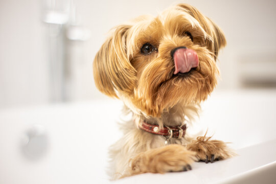 Puppy dog hungry. Yorkshire