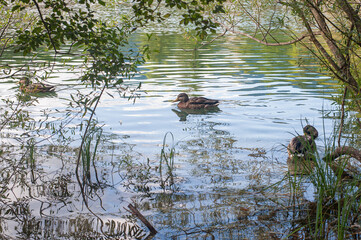 wild ducks in the clean transparent waters of mountain alpin lake