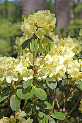 Rhododendron in spring.