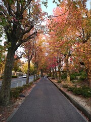 Naklejka premium autumn in the park