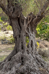 Knobby old scarred trunk of an Olive tree in an olive grove in the south of Crete. Olive trees are an integral part of Cretan-Greek agriculture and its culture