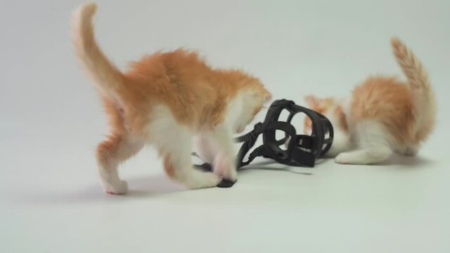 Two kittens playing with a dog muzzle