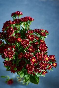 czerwone kwiaty astry