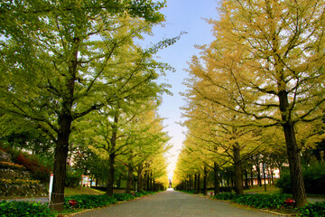 あづま総合運動公園のイチョウ並木（福島市）