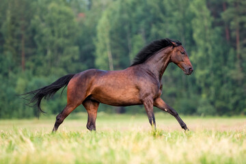 Obraz na płótnie Canvas Dark bay horse galloping in forest freedom.