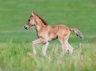 Naklejka na ściany i meble Small chestnut foal galloping outdoor in pasture in summer.