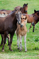 Group of horses in pasture. Belorussian draft mare and foal standing in field in summertime.