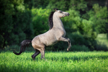 Grey elegance horse running outside in field. Welsh pony galloping freedom in the meadow in summertime.