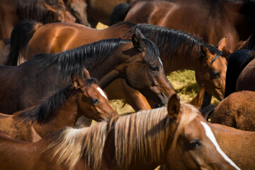 Herd of horses in field. Arabian mares and foals walking outdoor in autumn.