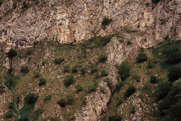brown rock texture with green trees and grass