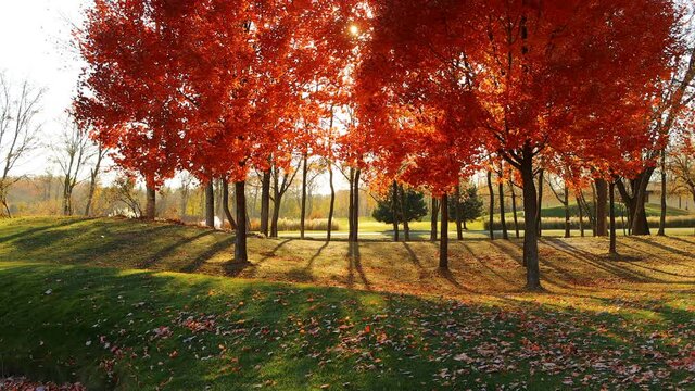 Autumn landscape with red leaf mapple trees.