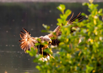 White tailed eagle in flight