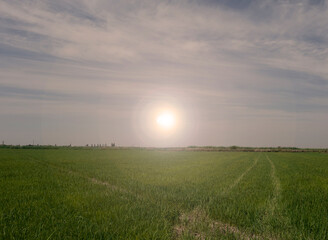 Obraz premium the sun shines in the center over the green field. Summer landscape. Lots of grass