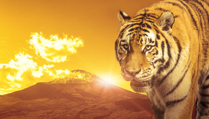 虎と富士山　2022年イメージ　寅年年賀状