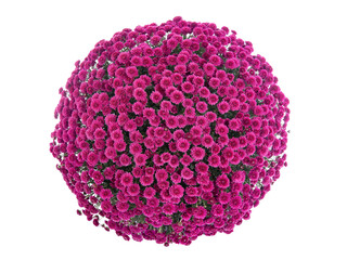 beautiful pink chrysanthemum in the form of a ball isolated on white background