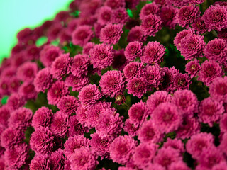 bouquet of chrysanthemums on a green background