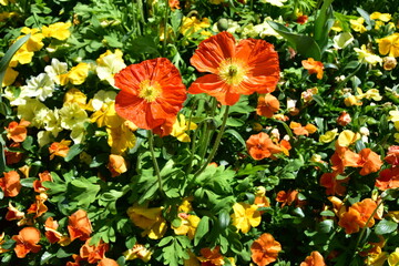 Two orange alpine poppies in a field of bright and vivid yellow orange alpine poppies