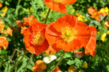 A bunch of orange alpine poppies in a field of vivid colored alpine poppies
