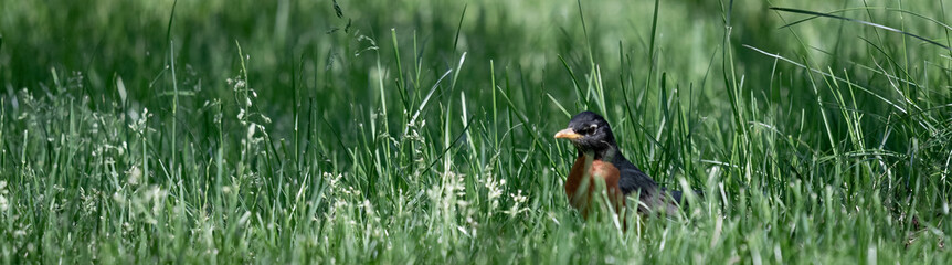 Robin feeding in the springtime grass